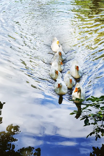 Witte ganzen op het water — Stockfoto