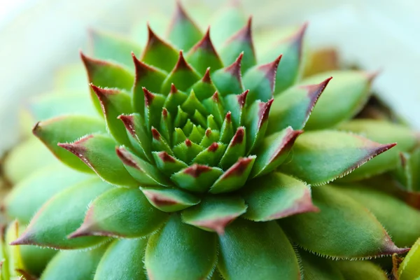 Mooie succulente installatie — Stockfoto