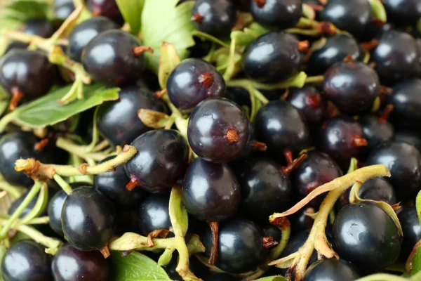 Pile of black currants — Stock Photo, Image