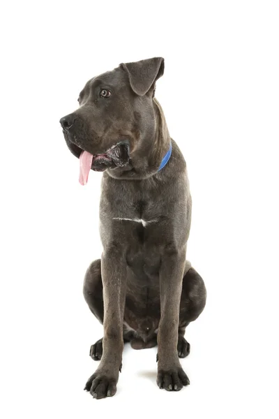 Cane corso italiano hond — Stockfoto