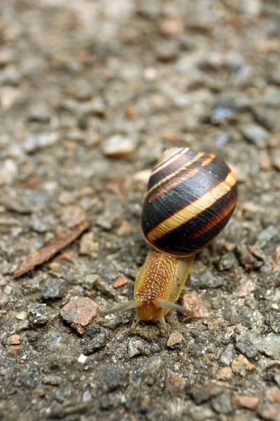 Escargot rampant sur le sol — Photo