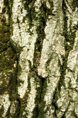 ağaç kabuğu arkaplanı