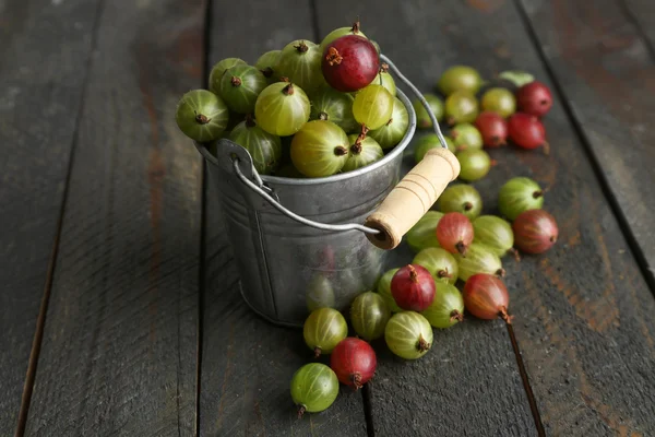 Röda och gröna krusbär — Stockfoto