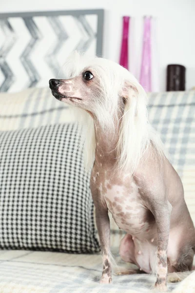 Chinese Crested dog — Stock Photo, Image