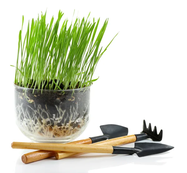 Zielona trawa w puli przezroczysty — Zdjęcie stockowe