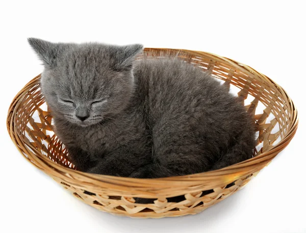 Lindo gatito gris — Foto de Stock