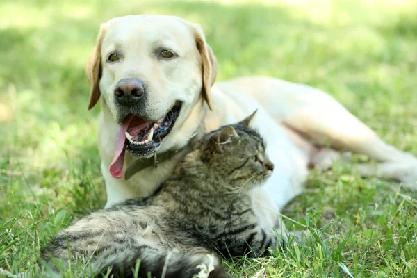 Przyjazny pies i kot — Zdjęcie stockowe