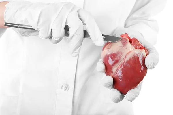 Γιατρός κρατώντας το όργανο καρδιά — Φωτογραφία Αρχείου