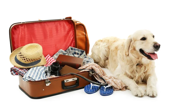 Lindo Labrador con maleta — Foto de Stock