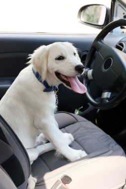 Şirin Labrador retriever köpek araba içinde