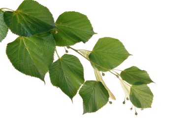 Beyaz izole Linden şube