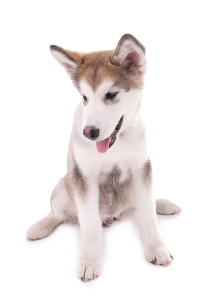 Schattig Malamute pup vergadering geïsoleerd op wit — Stockfoto