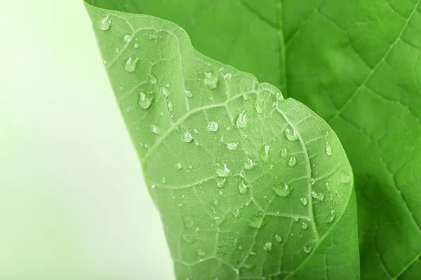 Fresh green leaf with drops — Stock Photo, Image