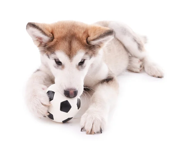 Cute Malamute puppy playing with ball — Stock Photo, Image