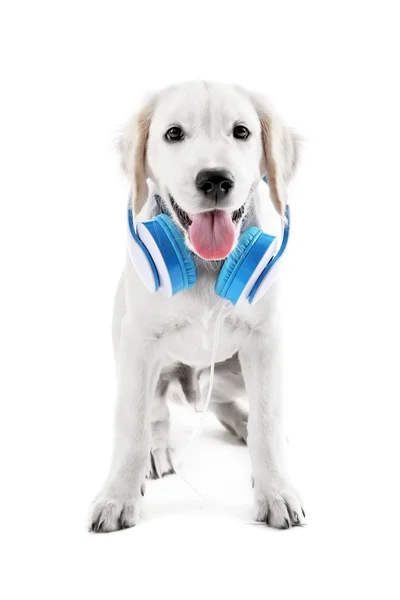 Cute Labrador hond met koptelefoon op wit wordt geïsoleerd — Stockfoto