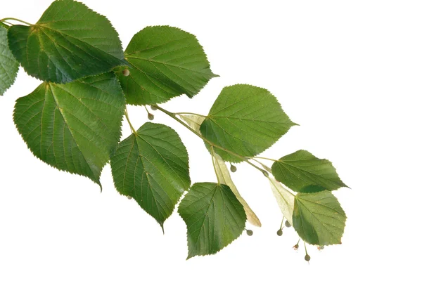 Gałęzi lipy na białym tle — Zdjęcie stockowe