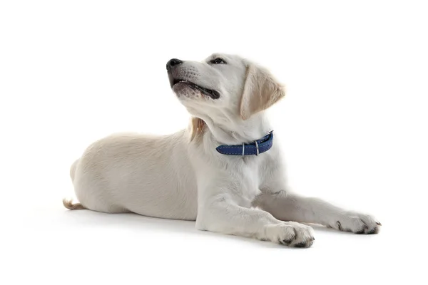 Roztomilý Labradorský retrívr pes — Stock fotografie