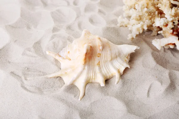 Belles coquillages sur le sable — Photo