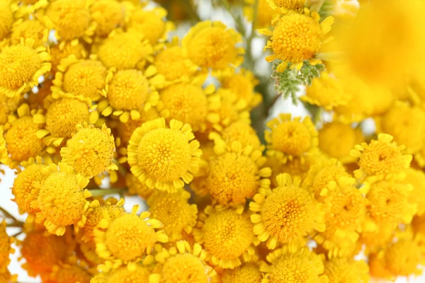 Hermosas flores silvestres pequeñas — Foto de Stock