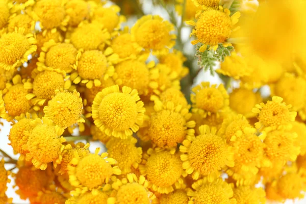 Beautiful small wild flowers — Stock Photo, Image