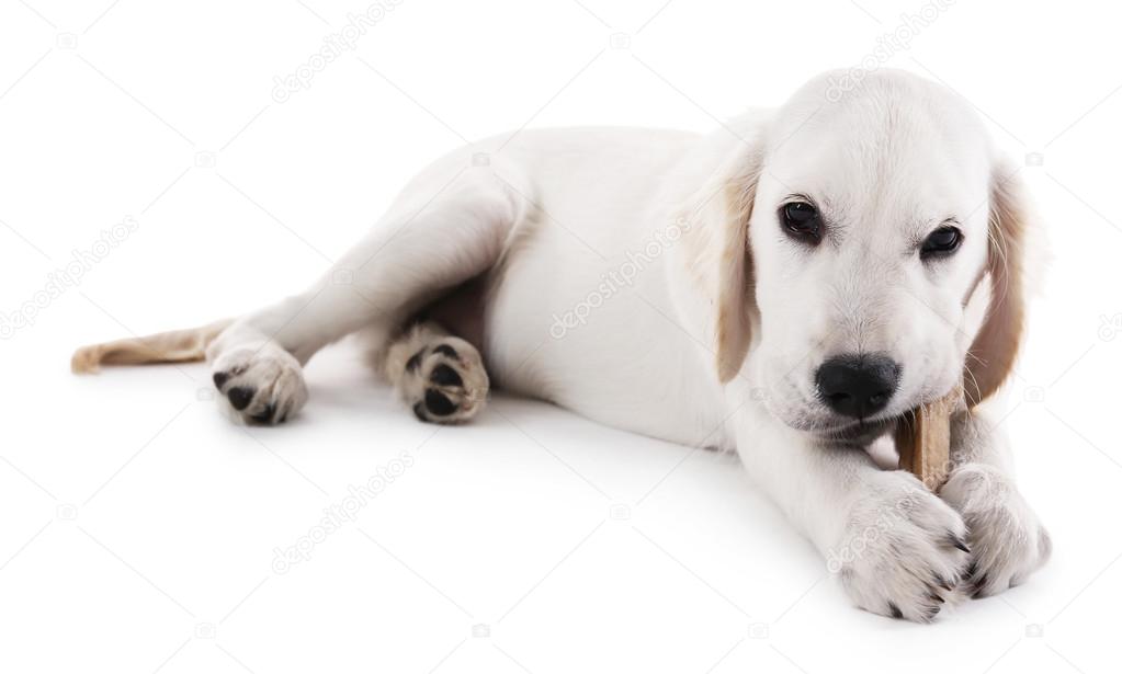 Are Bones Safe For Labrador Retriever Puppies