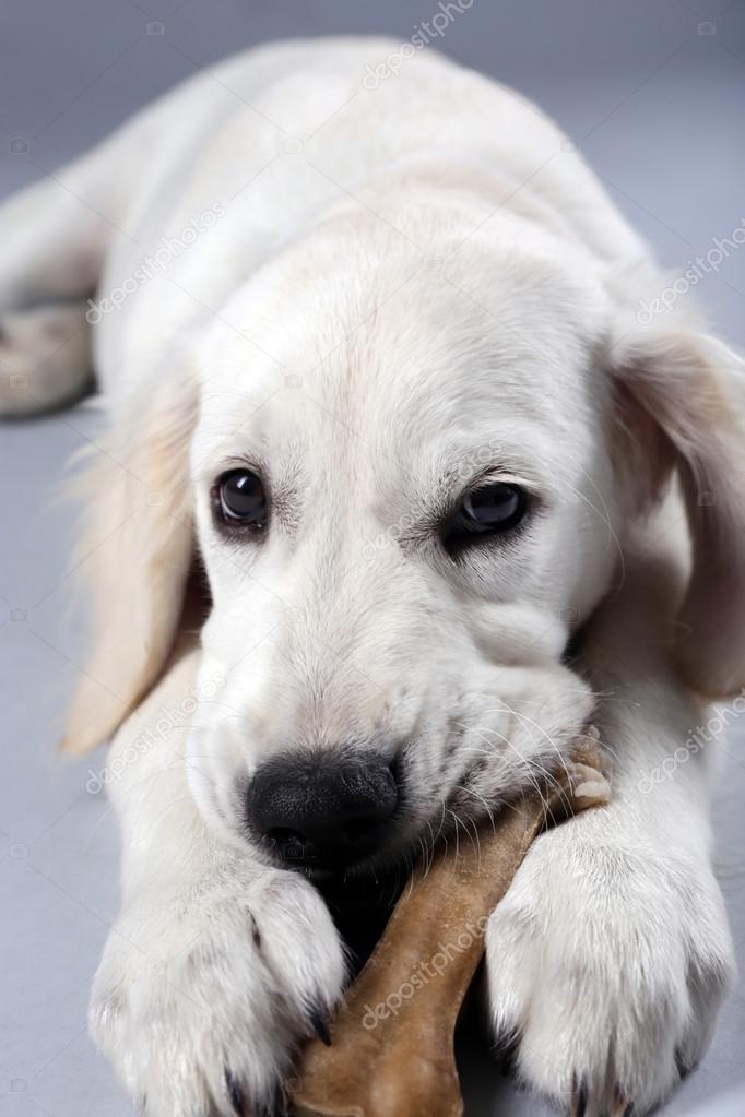 Are Bones Safe For Labrador Retriever Puppies