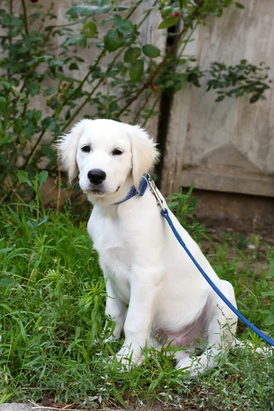 Labrador Retriever Hund mit Leine geht draußen spazieren — Stockfoto