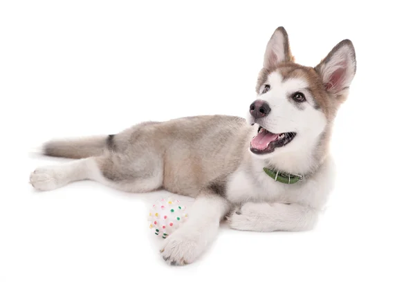 Cute Malamute puppy playing with rubber ball isolated on white — Stock Photo, Image