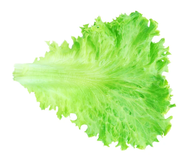 Fresh green lettuce — Stock Photo, Image