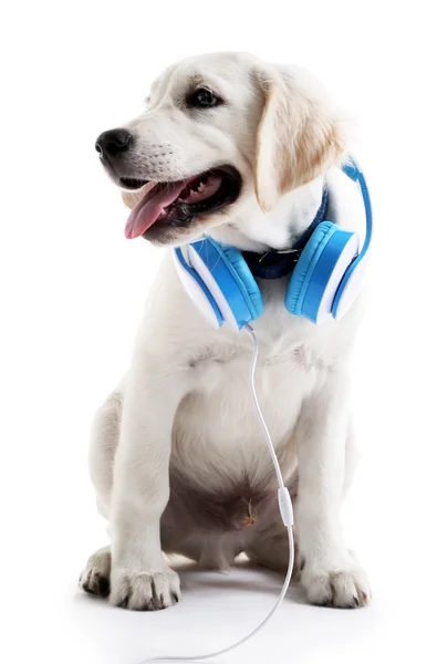 헤드폰을 흰색 절연 귀여운 래브라도 강아지 — 스톡 사진