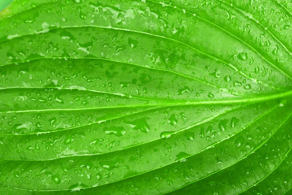 Hoja verde fresca con gotas — Foto de Stock