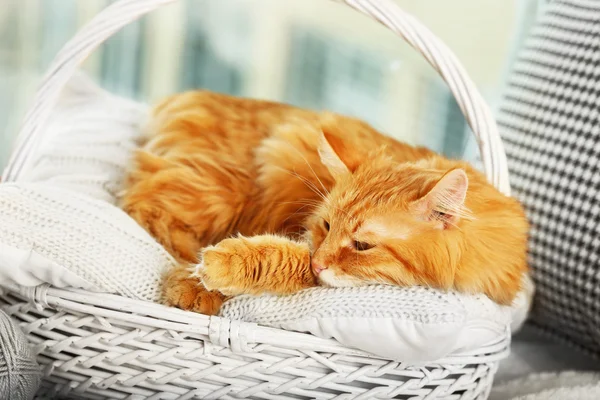 Röd katt vila inomhus — Stockfoto