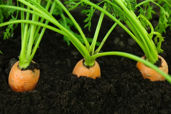 Närbild av unga morötter i jord — Stockfoto