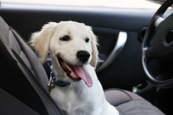 Söta Labrador retriever hund i bil — Stockfoto