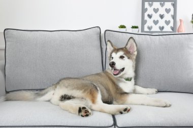 Sevimli Alaskan Malamute köpek Divan, yakın çekim