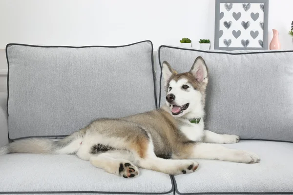 Bonito cachorro Malamute do Alasca no sofá, close-up — Fotografia de Stock