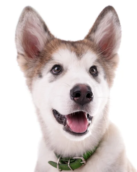 Retrato de cachorro Malamute isolado em branco — Fotografia de Stock