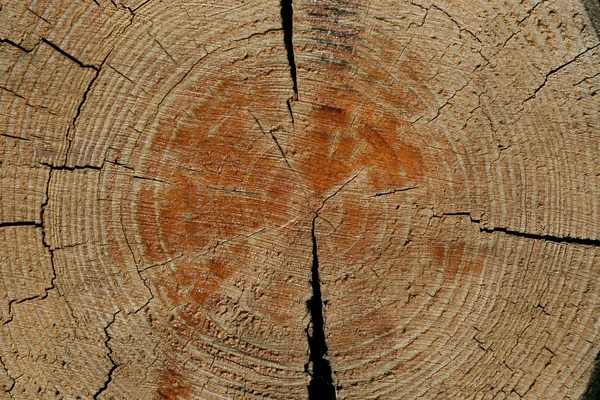 Textura de madera fondo — Foto de Stock