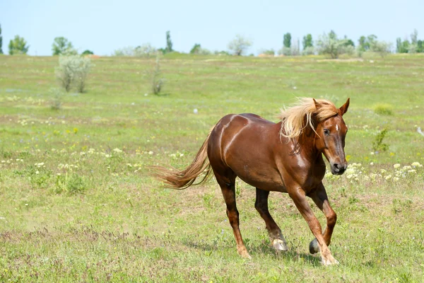 Bel cavallo bruno al pascolo — Foto Stock