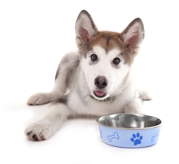 Lindo cachorro Malamute acostado cerca de cuenco de metal — Foto de Stock