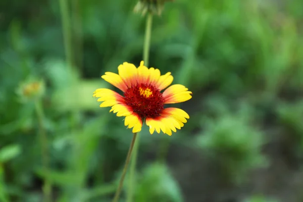 Blomsterodling i trädgården — Stockfoto