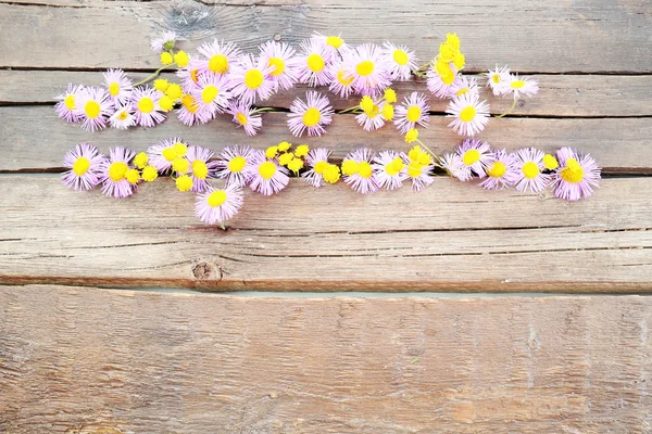 Beautiful small wild flowers — Stock Photo, Image