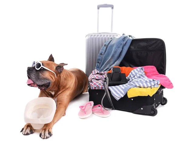 Hermoso perro boxeador con maletas —  Fotos de Stock