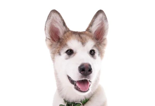 Porträtt av malamute hundvalp — Stockfoto