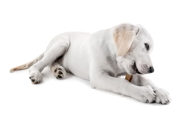 Labrador köpek kemik çiğneme — Stok fotoğraf