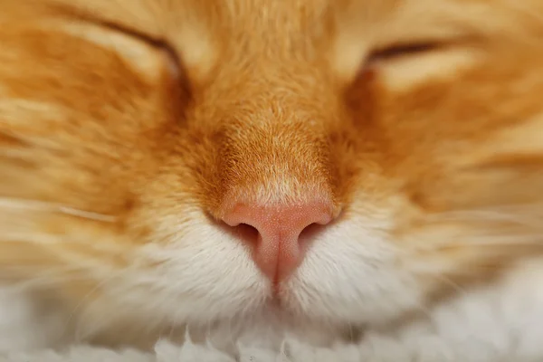 Rote Katzengesicht — Stockfoto