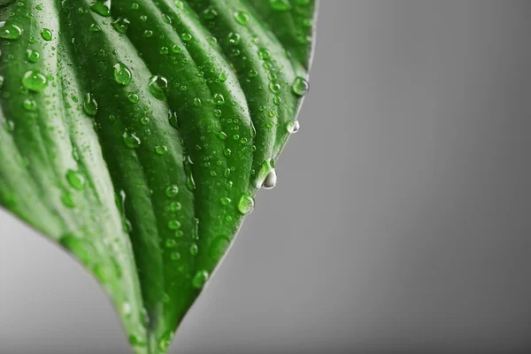 Green leaf with droplets — Stock Photo, Image
