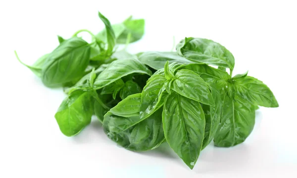 Green fresh basil — Stock Photo, Image