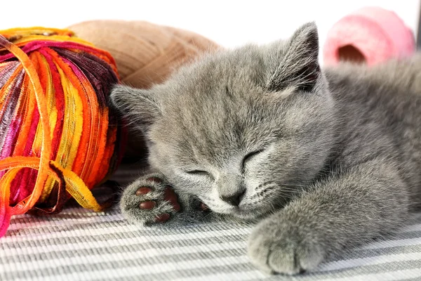 Leuk grijze katje — Stockfoto