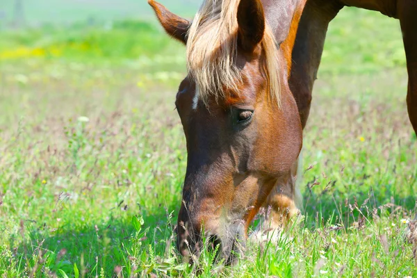 Hermoso caballo marrón pastando en el prado —  Fotos de Stock